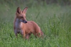 fox at Occoquan Bay NWR